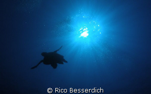 Turtle against the sun. Olympus CW 7070 by Rico Besserdich 